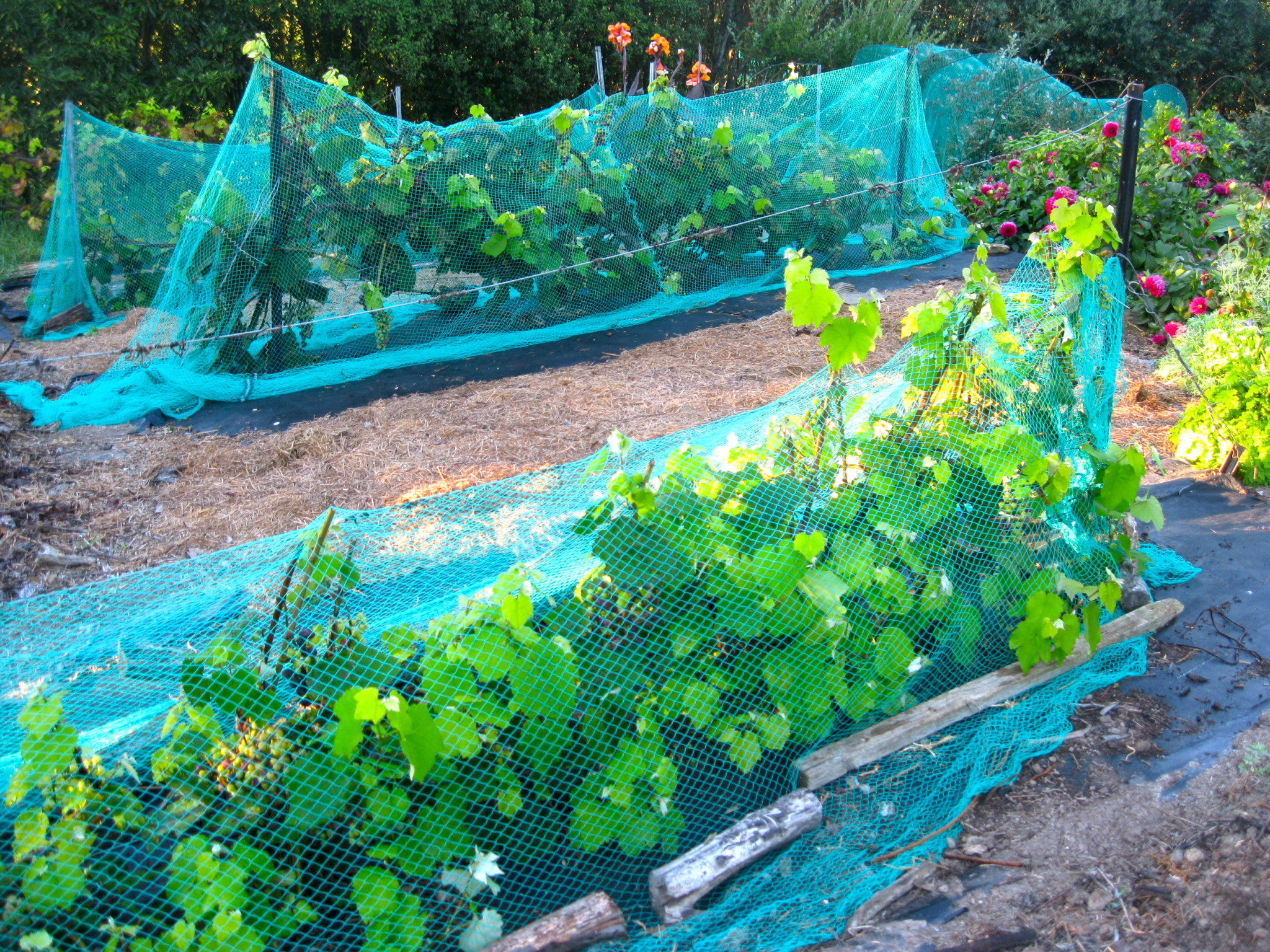 Vegetable garden with protective netting at Awaawaroa Bay Eco-Village.