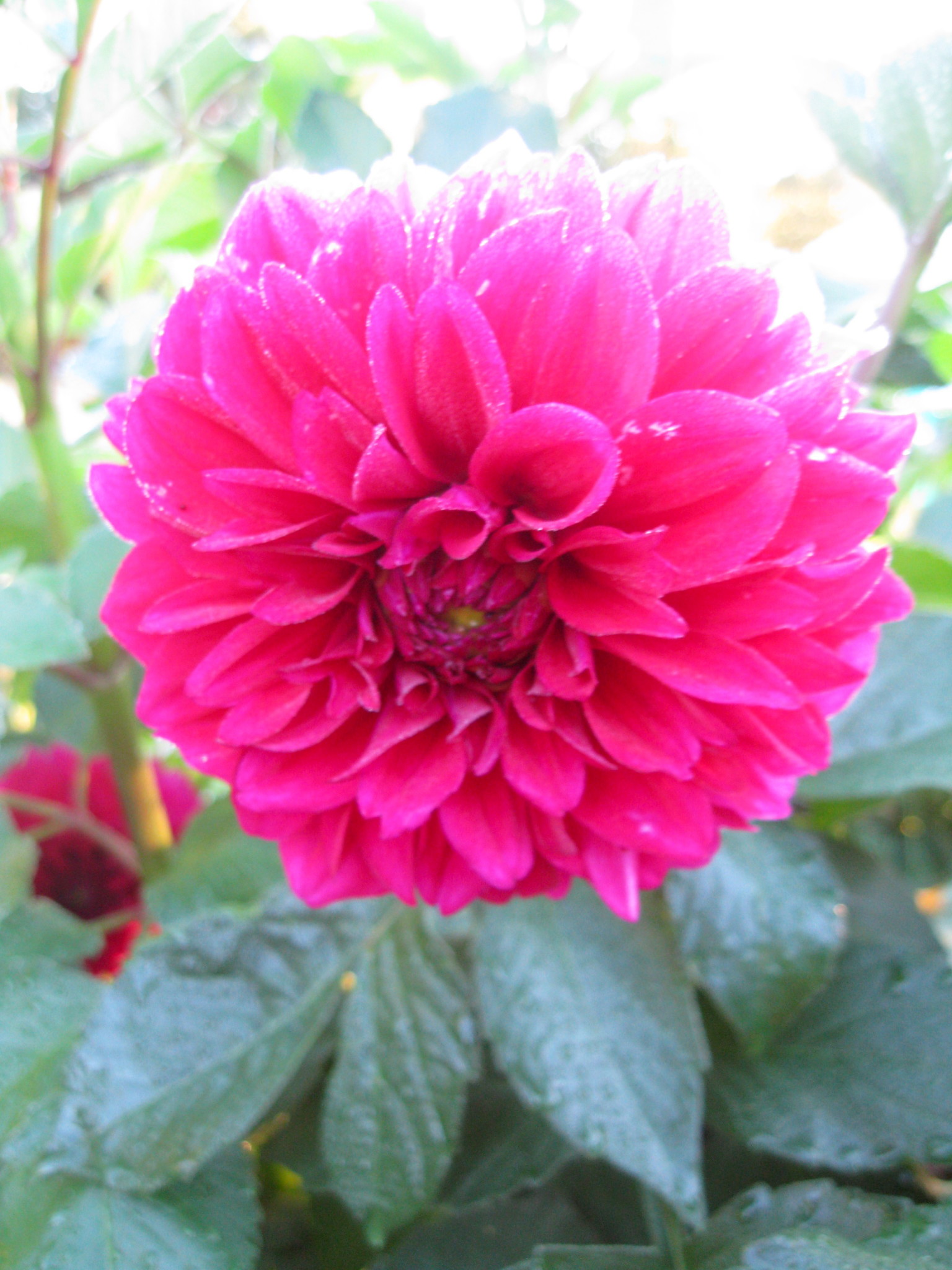 Bright pink dahlia flower in full bloom with green foliage.