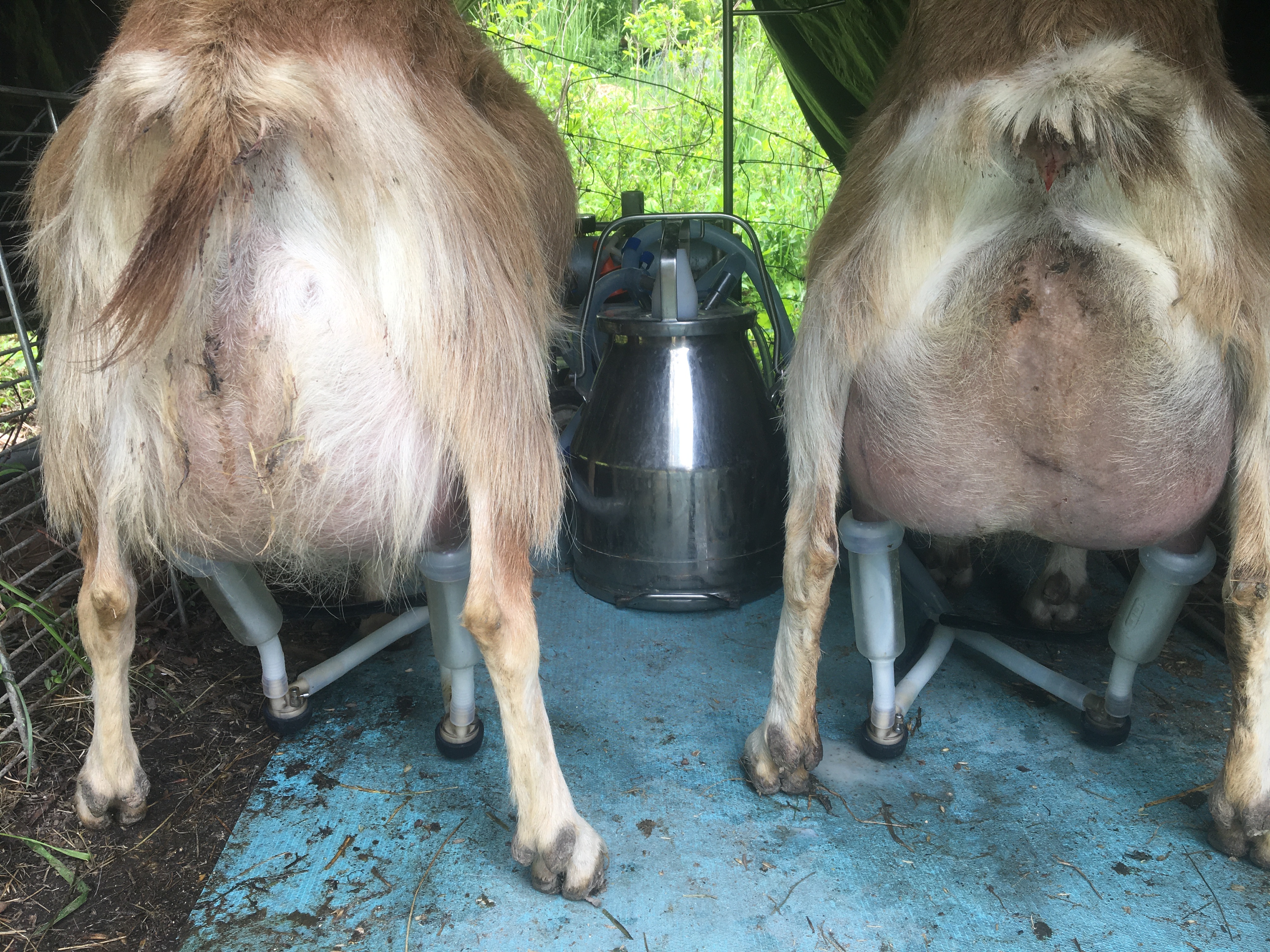 Two cows being milked at Uneeda Farm in a green outdoor setting.