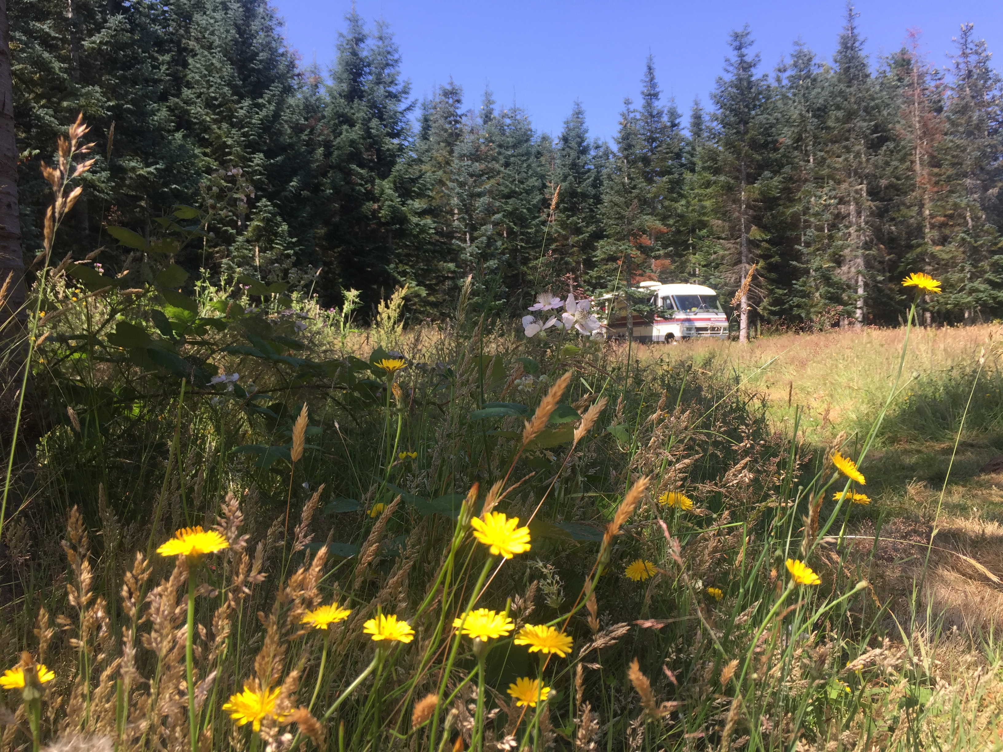 People gathering in a forest clearing with tents and vehicles.