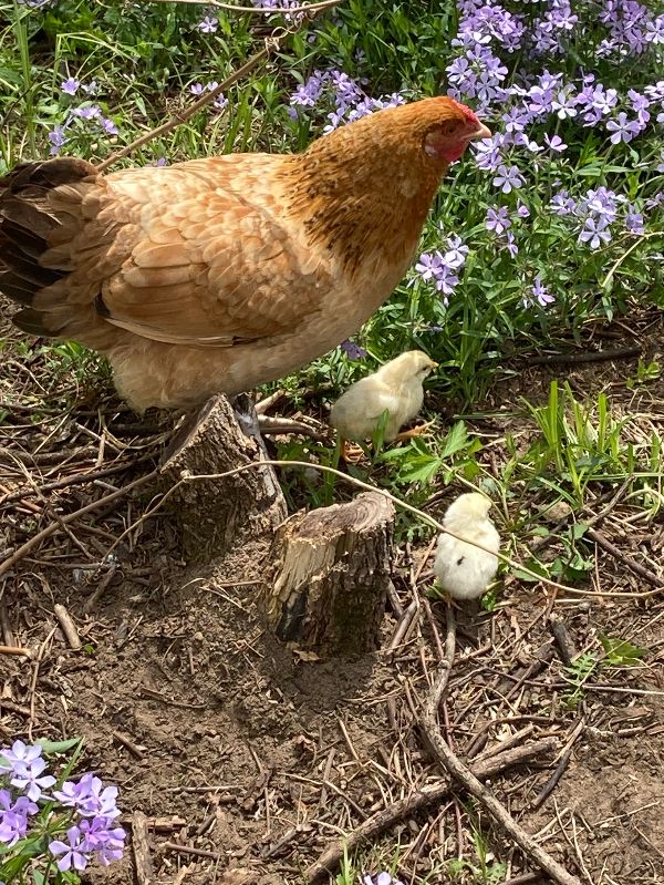 Free-range chicken with chicks among flowers at Sandhill Farm.