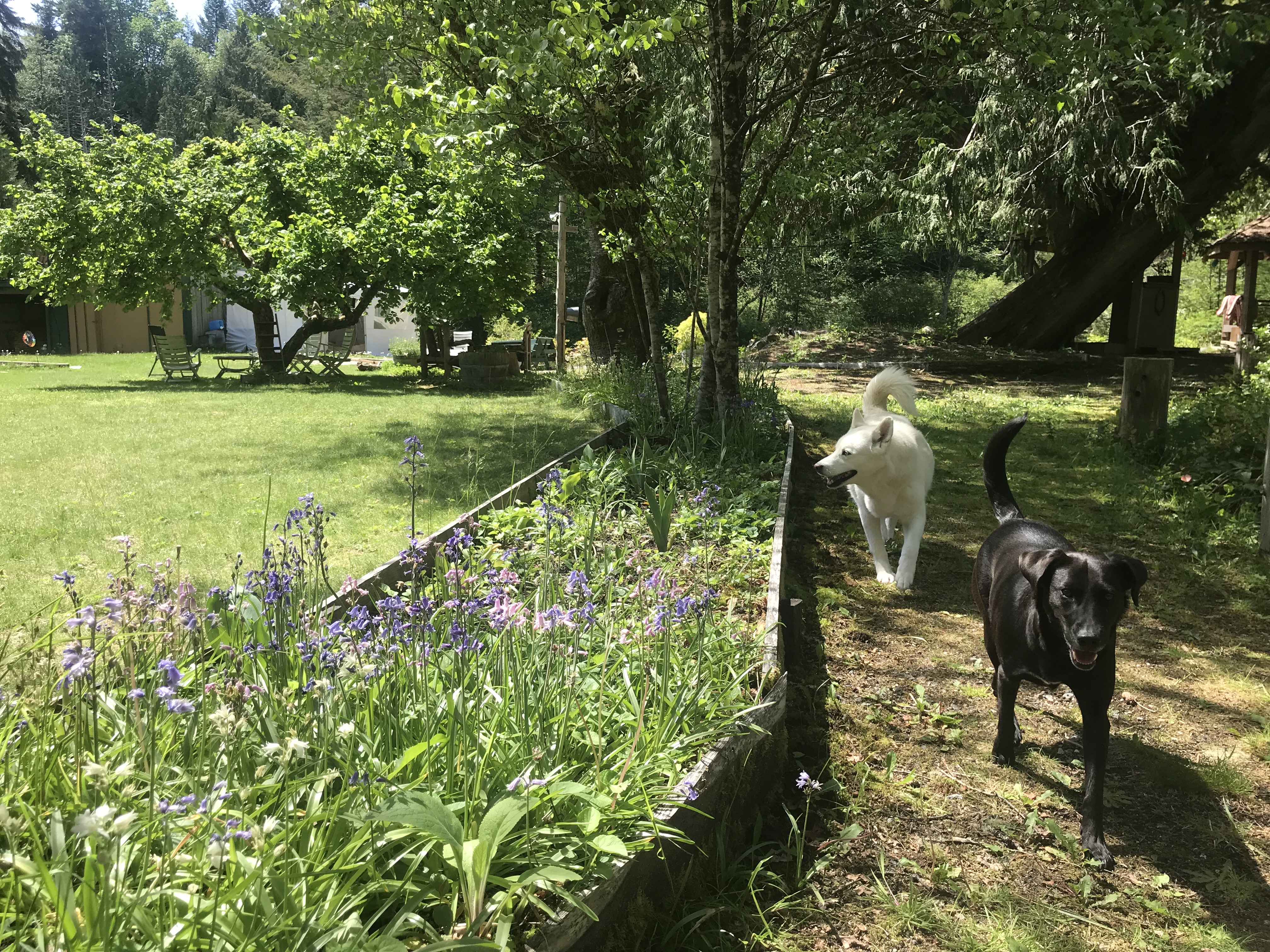 Dogs walking in a lush garden at Hearthstone Village Cooperative.