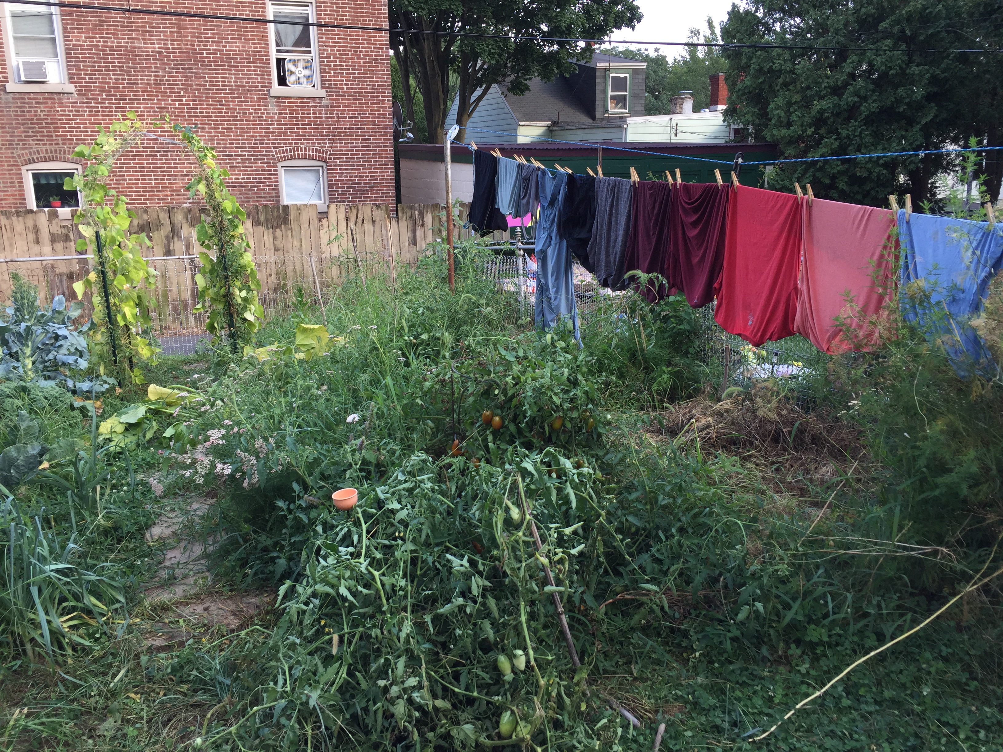 Vegetable garden with laundry hanging on a clothesline in a residential backyard.