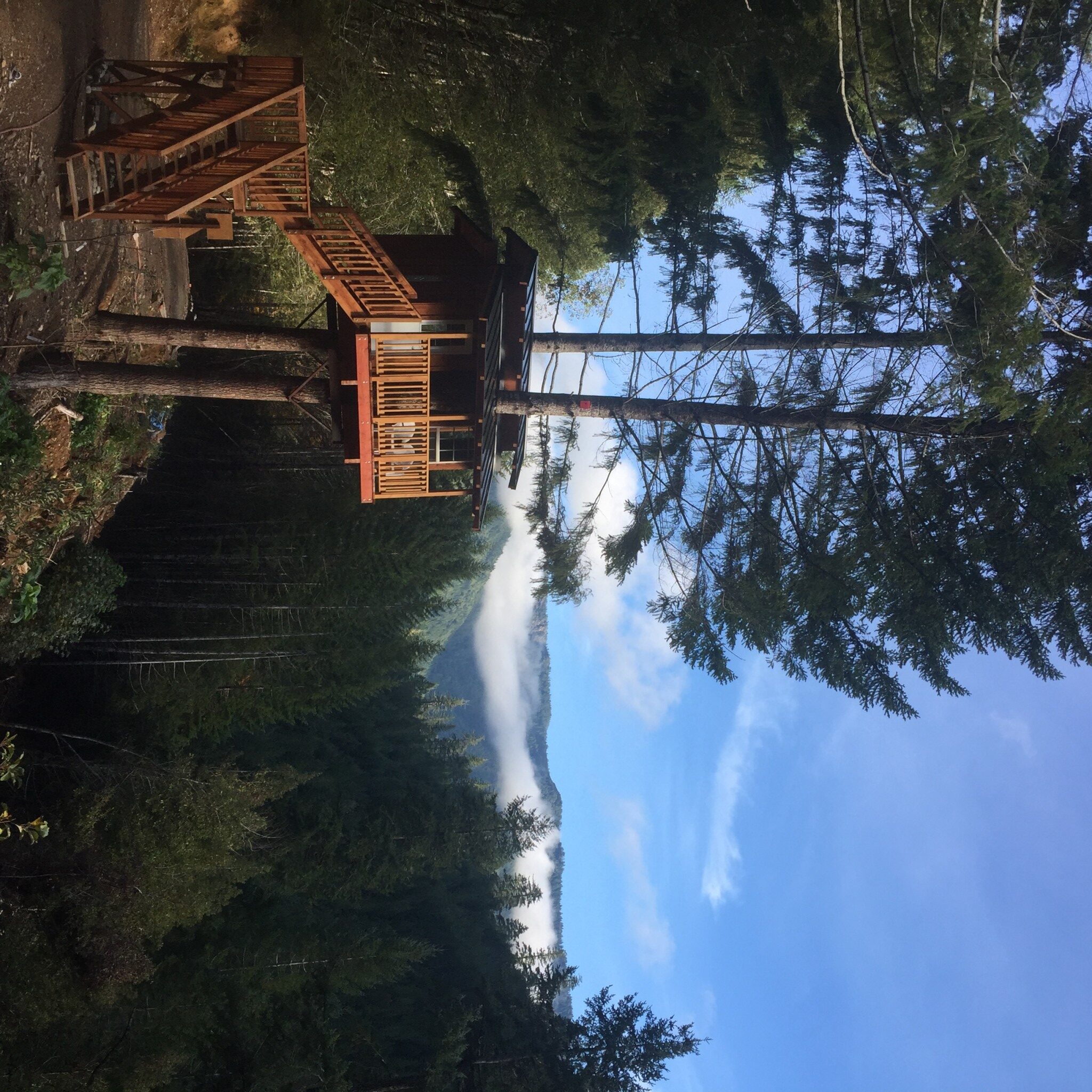 Wooden treehouse surrounded by tall trees in a lush forest setting.