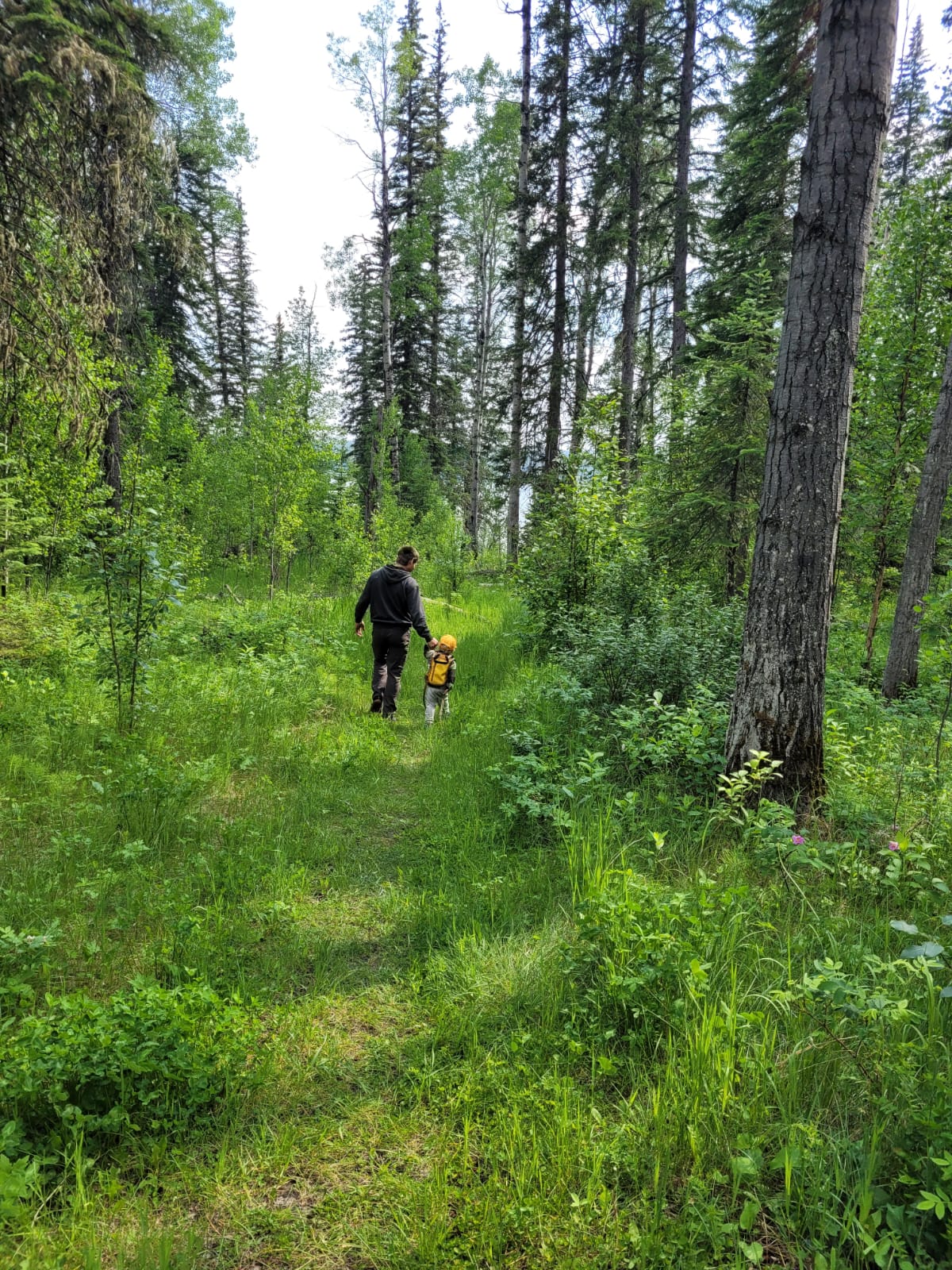 Family walking on forest trail surrounded by tall trees and lush greenery.