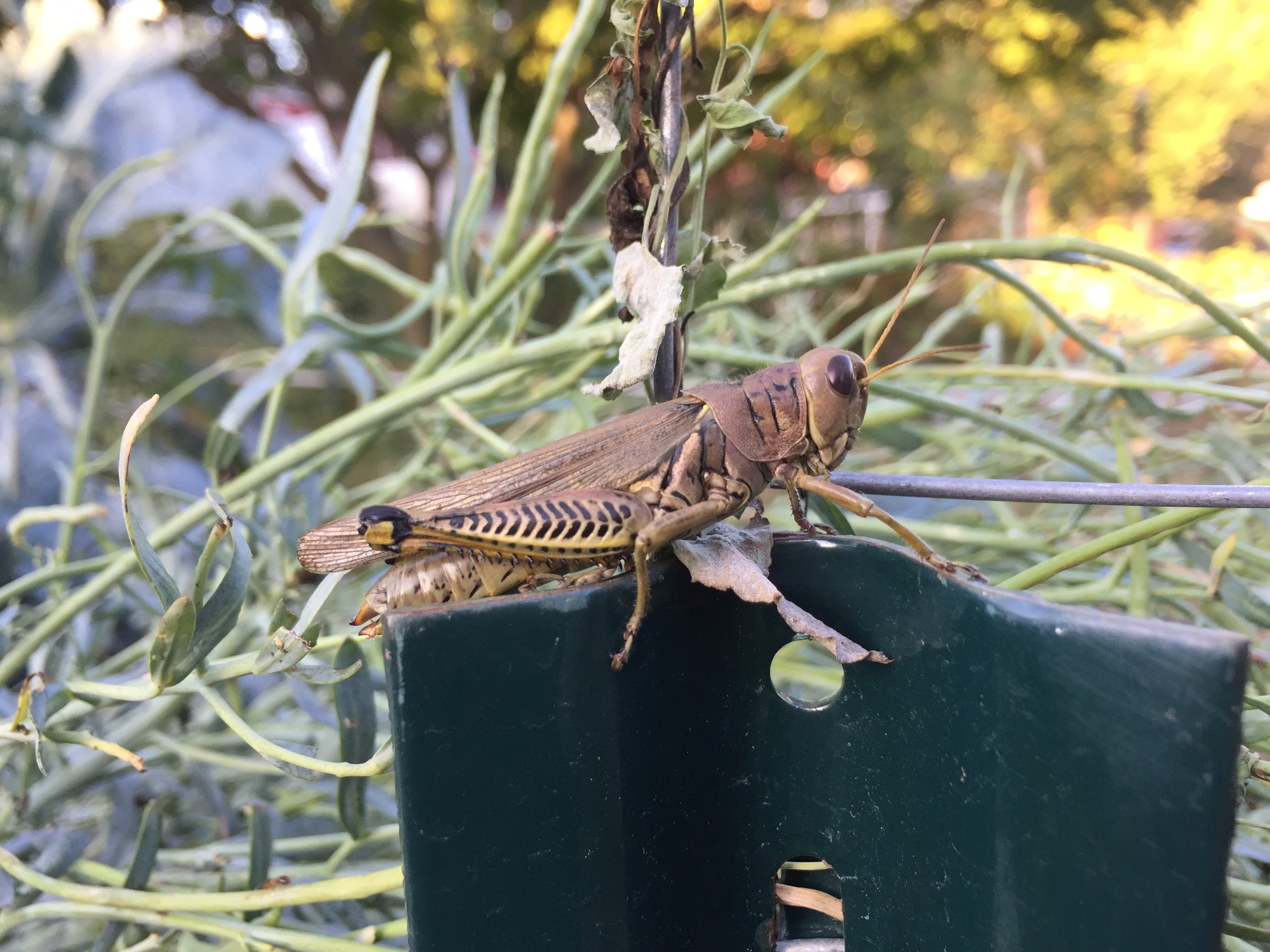 Grasshopper perched on a garden ornament with greenery in the background.