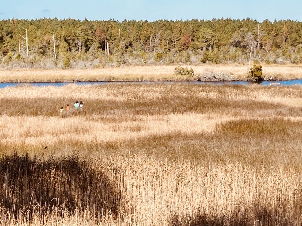Scenic view of wetlands and forest at Aurora eco village.