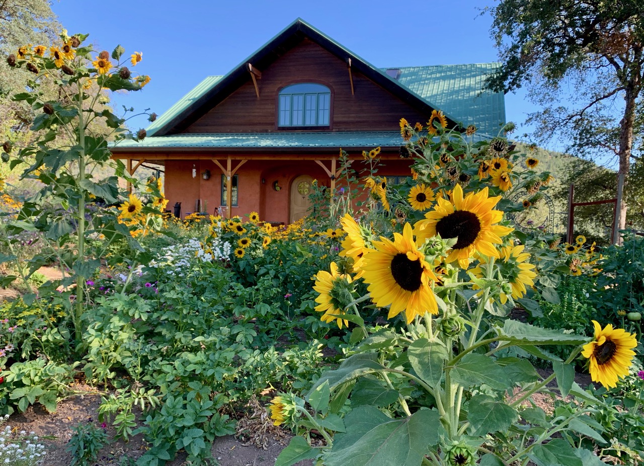 Sunflowers in full bloom in front of a cozy community house.