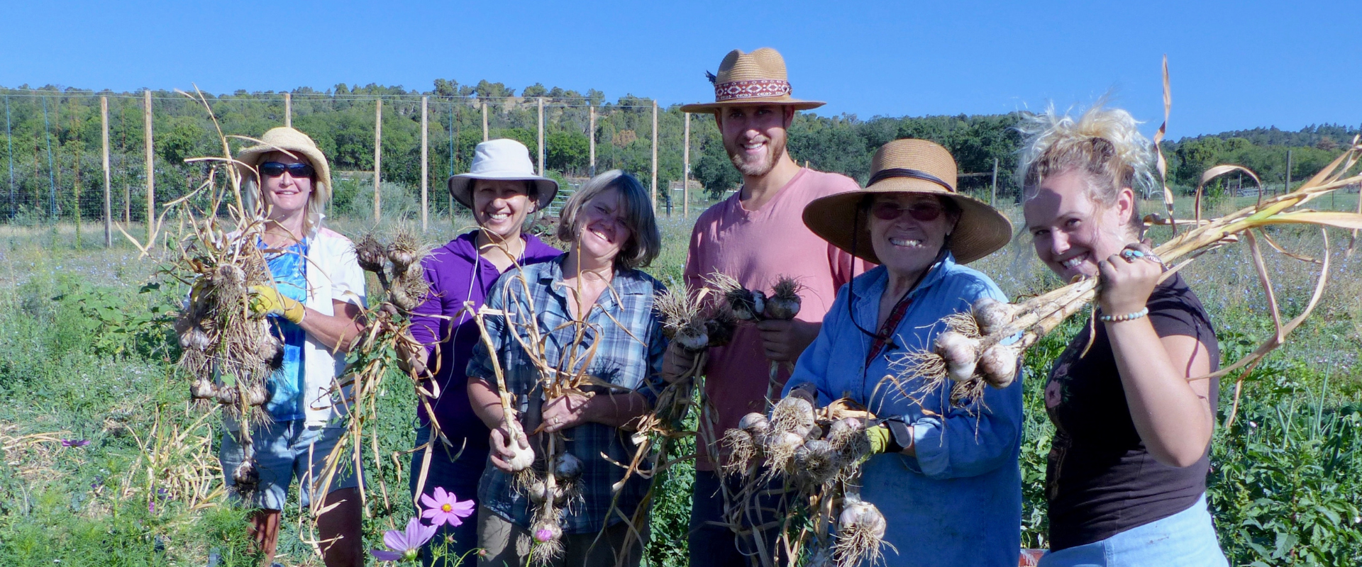 Group of people harvesting vegetables in a community garden.