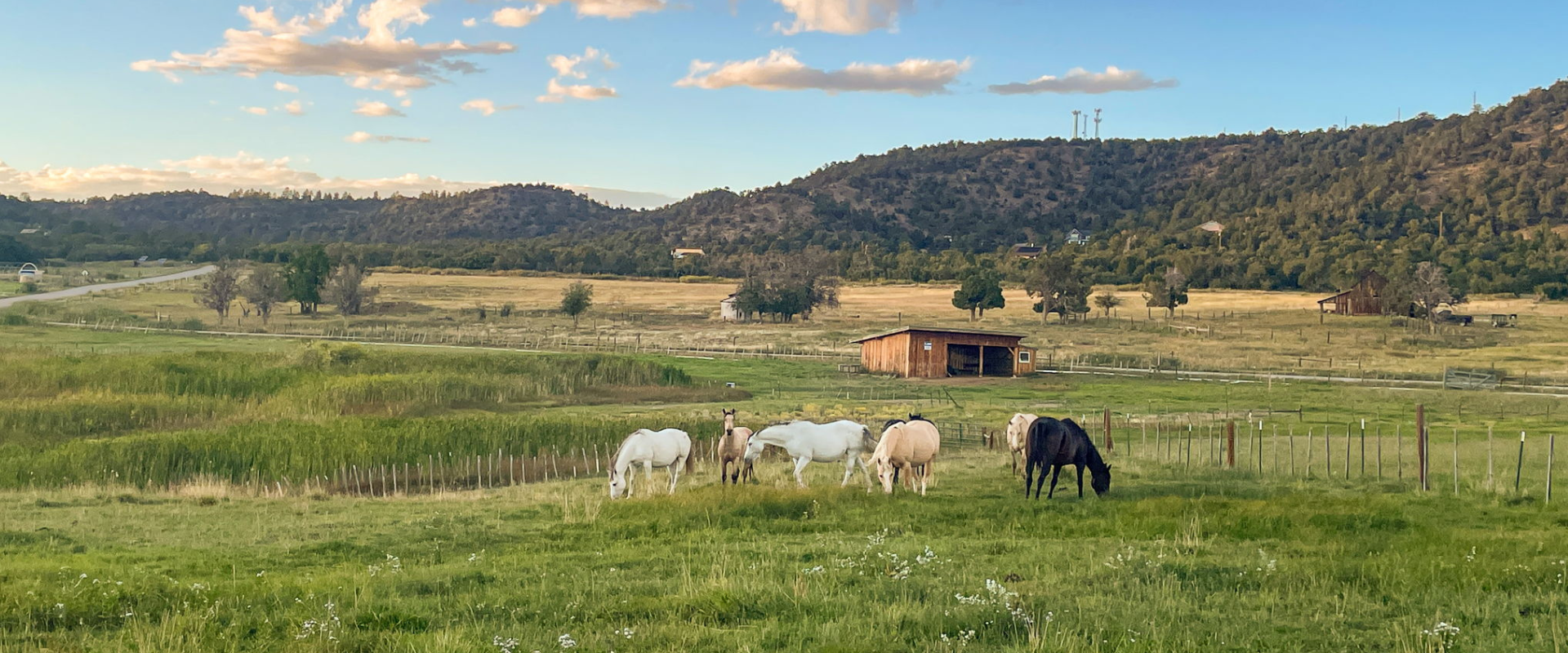 Horses grazing in a lush green field with rolling hills in the background.