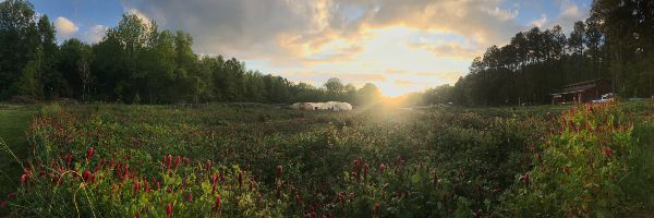 Scenic sunset view over lush Ecovillage farmland with trees and flowering plants.