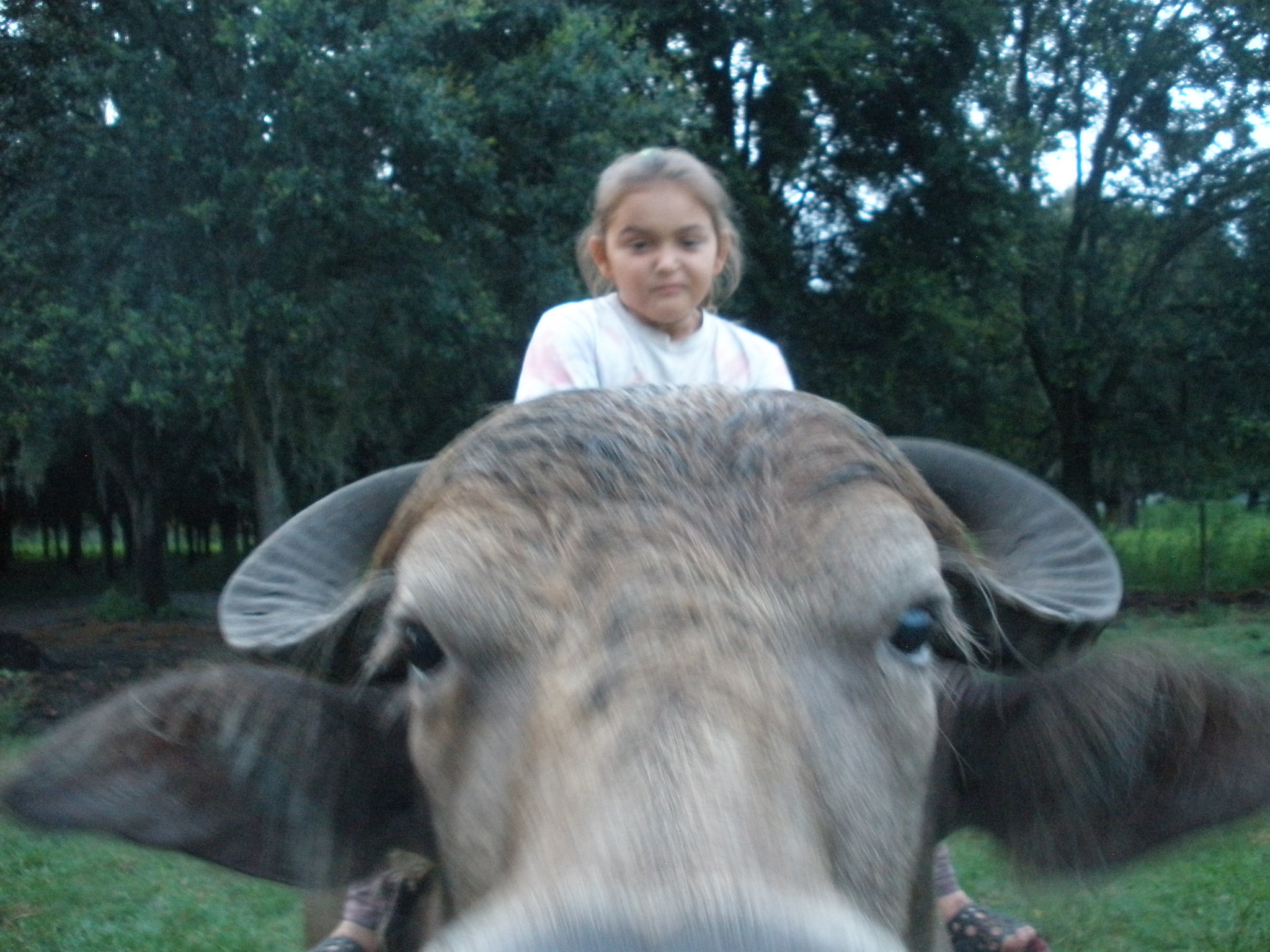 Child sitting on a cow in a green outdoor setting.