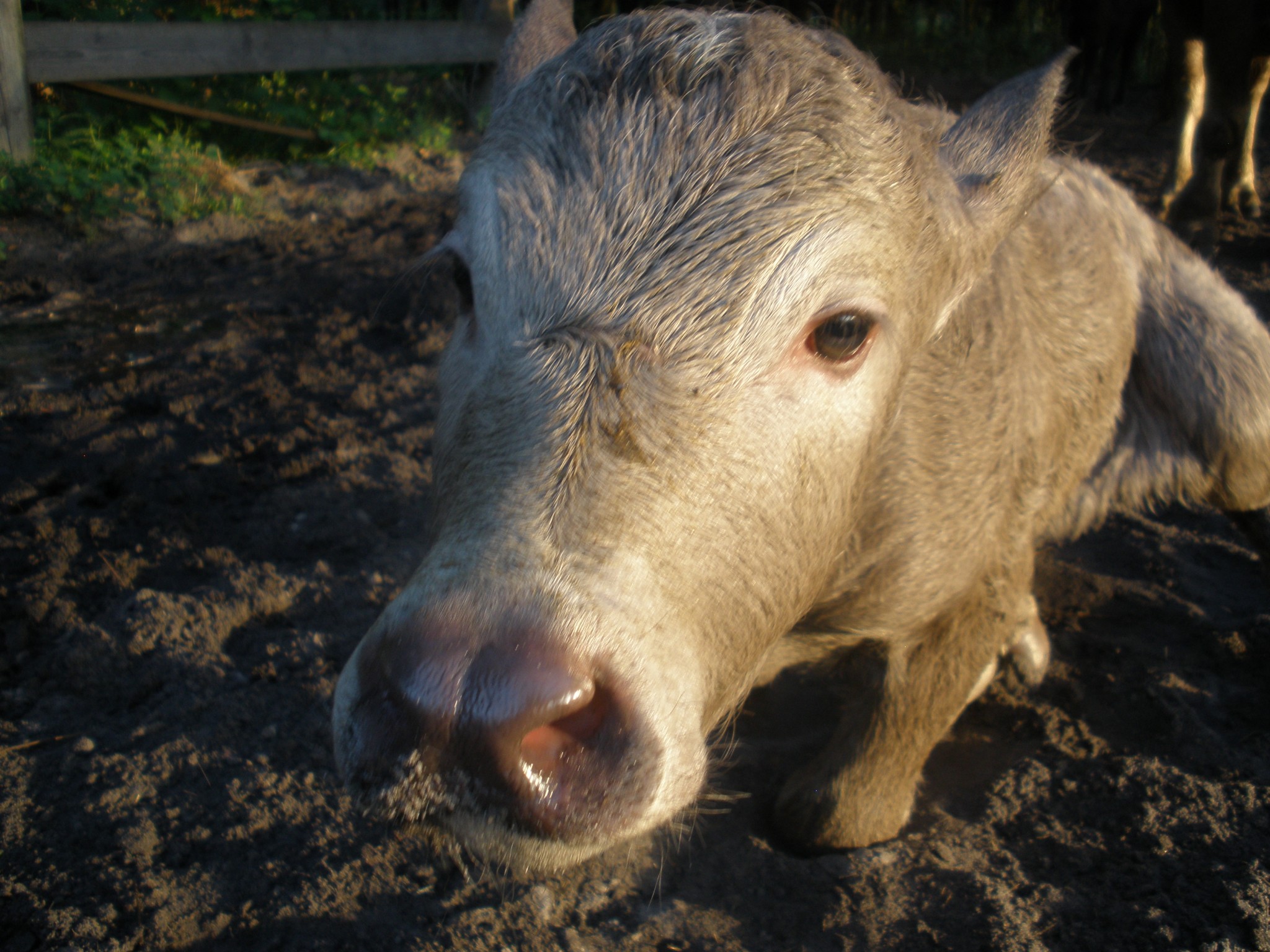 Young farm pig close-up at ecofarmfl for sustainable community living.