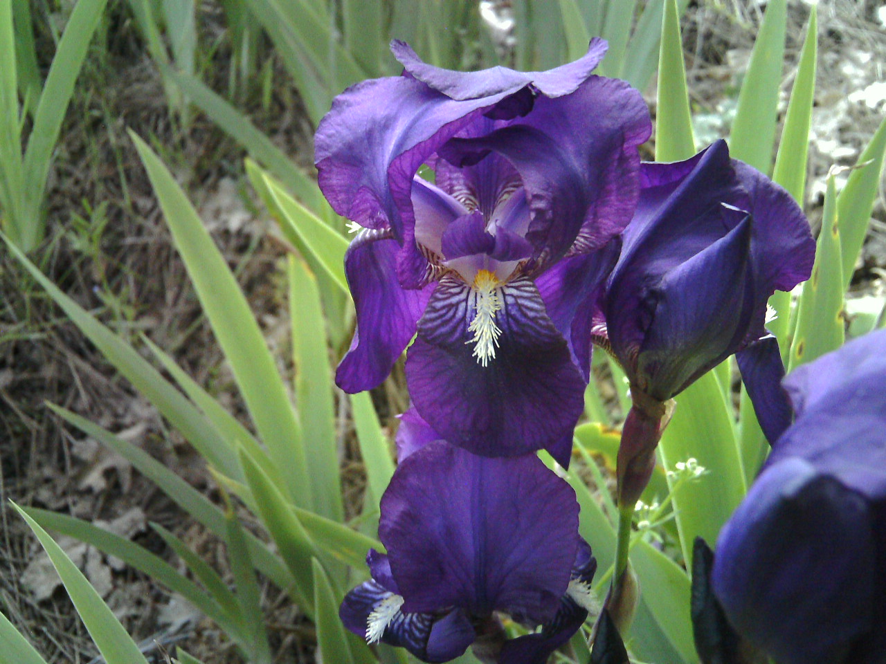 Close-up of vibrant purple iris flower with green foliage.