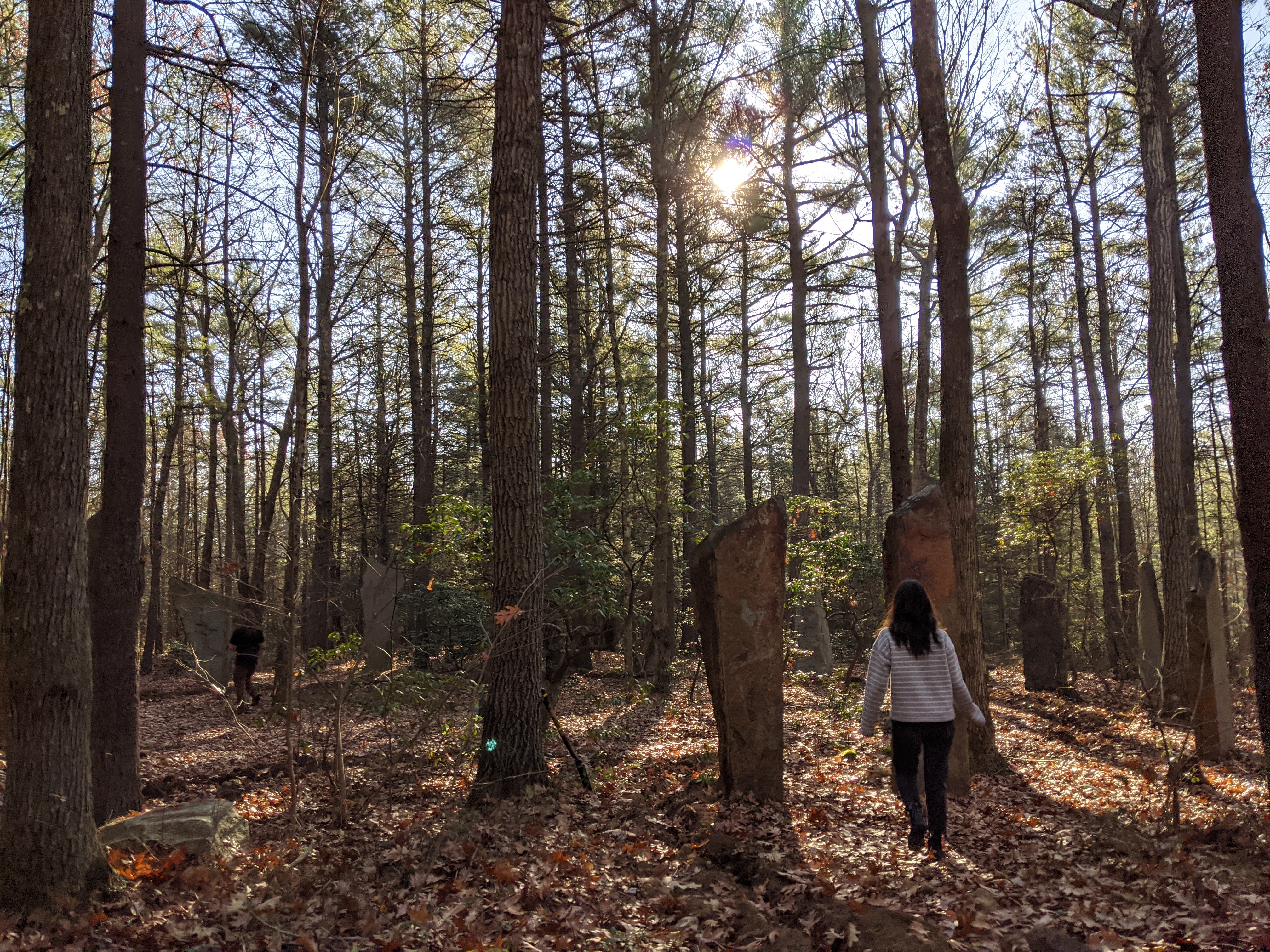 People walking through a forest with tall trees and sunlight filtering through.
