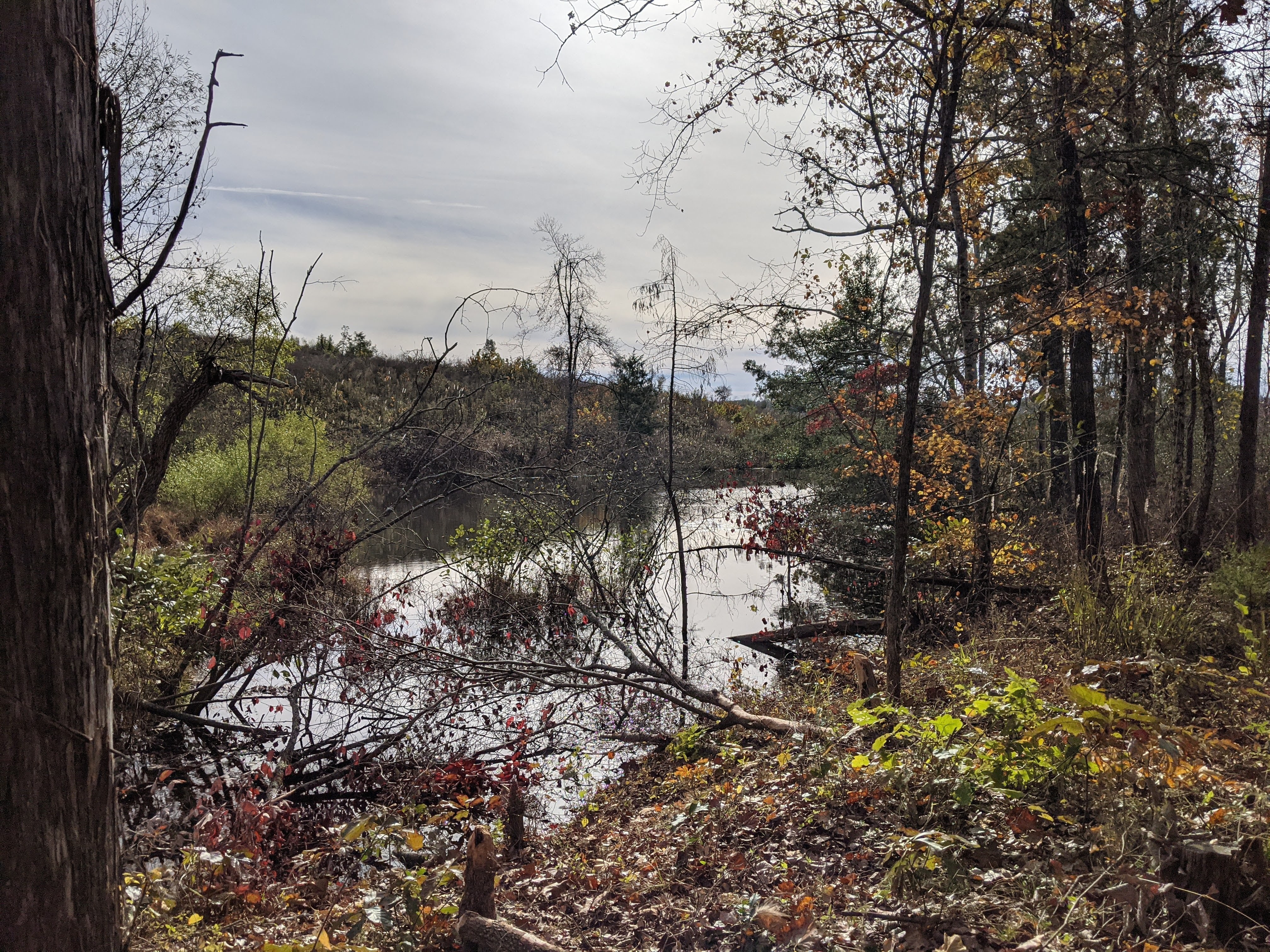 Scenic view of a river surrounded by trees in a community setting.