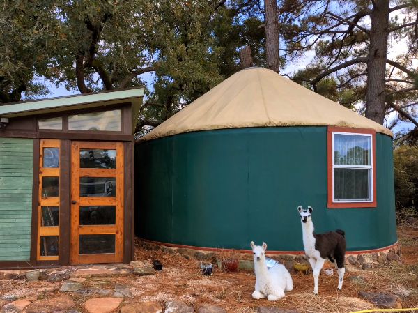 Yurt at Foundation for Intentional Community with llamas in front.