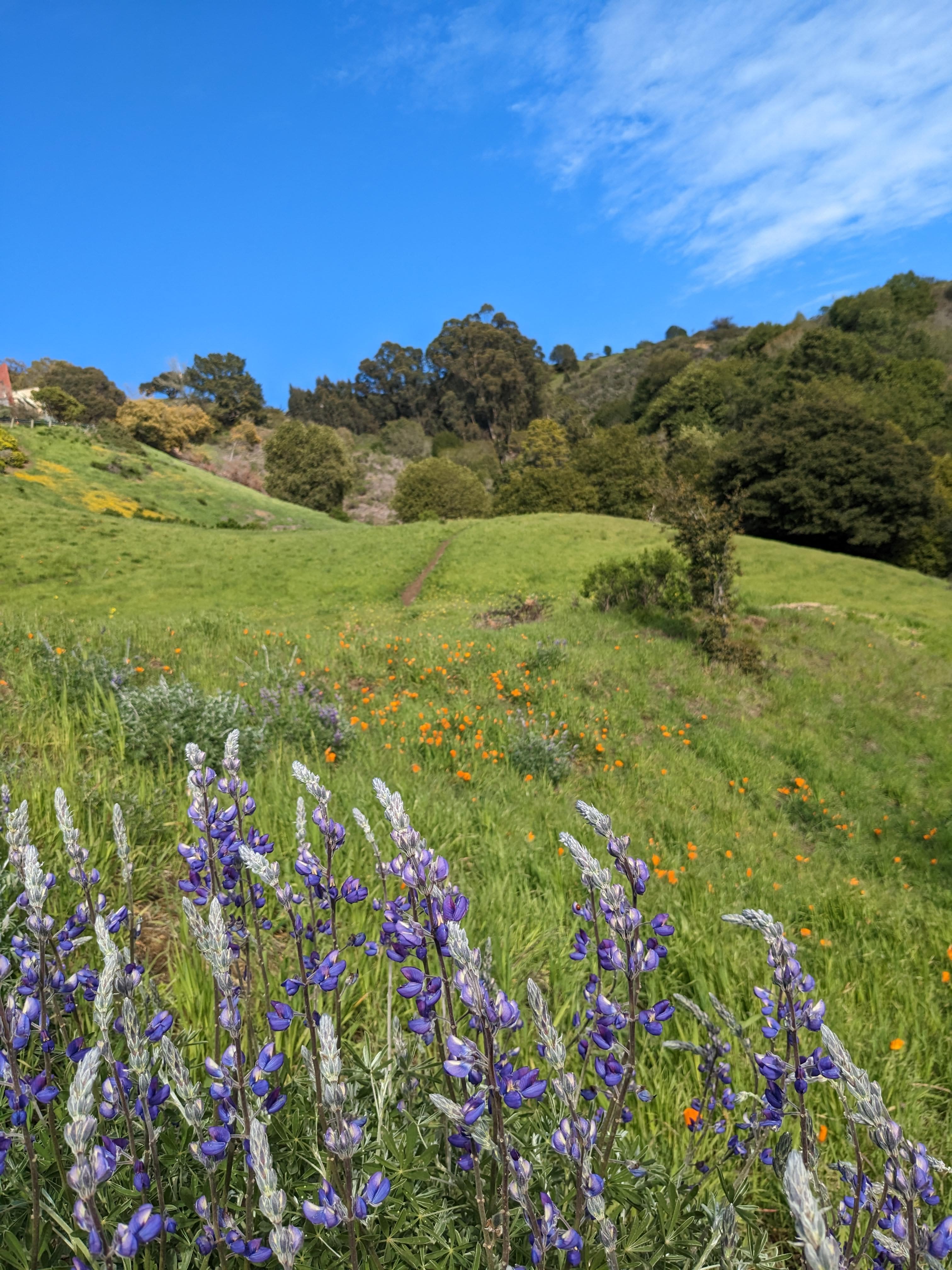 Beautiful lavender flowers blooming in a lush green field under a bright blue sky.