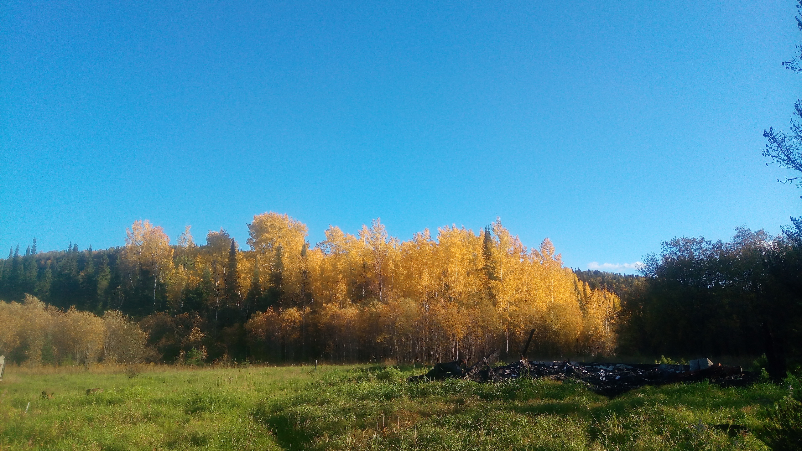 Scenic view of colorful autumn trees and green field under clear blue sky.