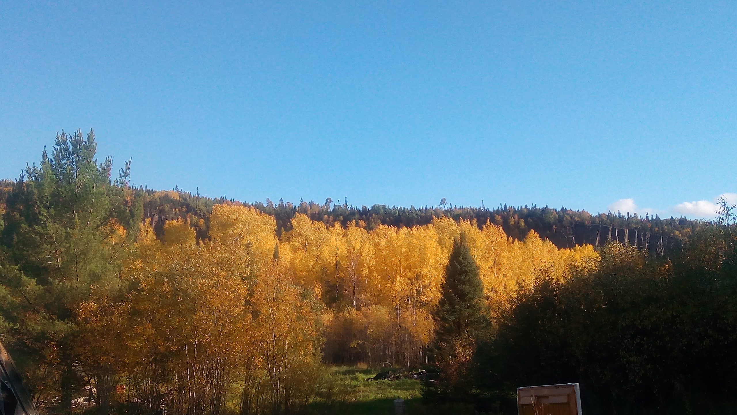 Colorful fall foliage in a forest during daytime in Northwestern Ontario.