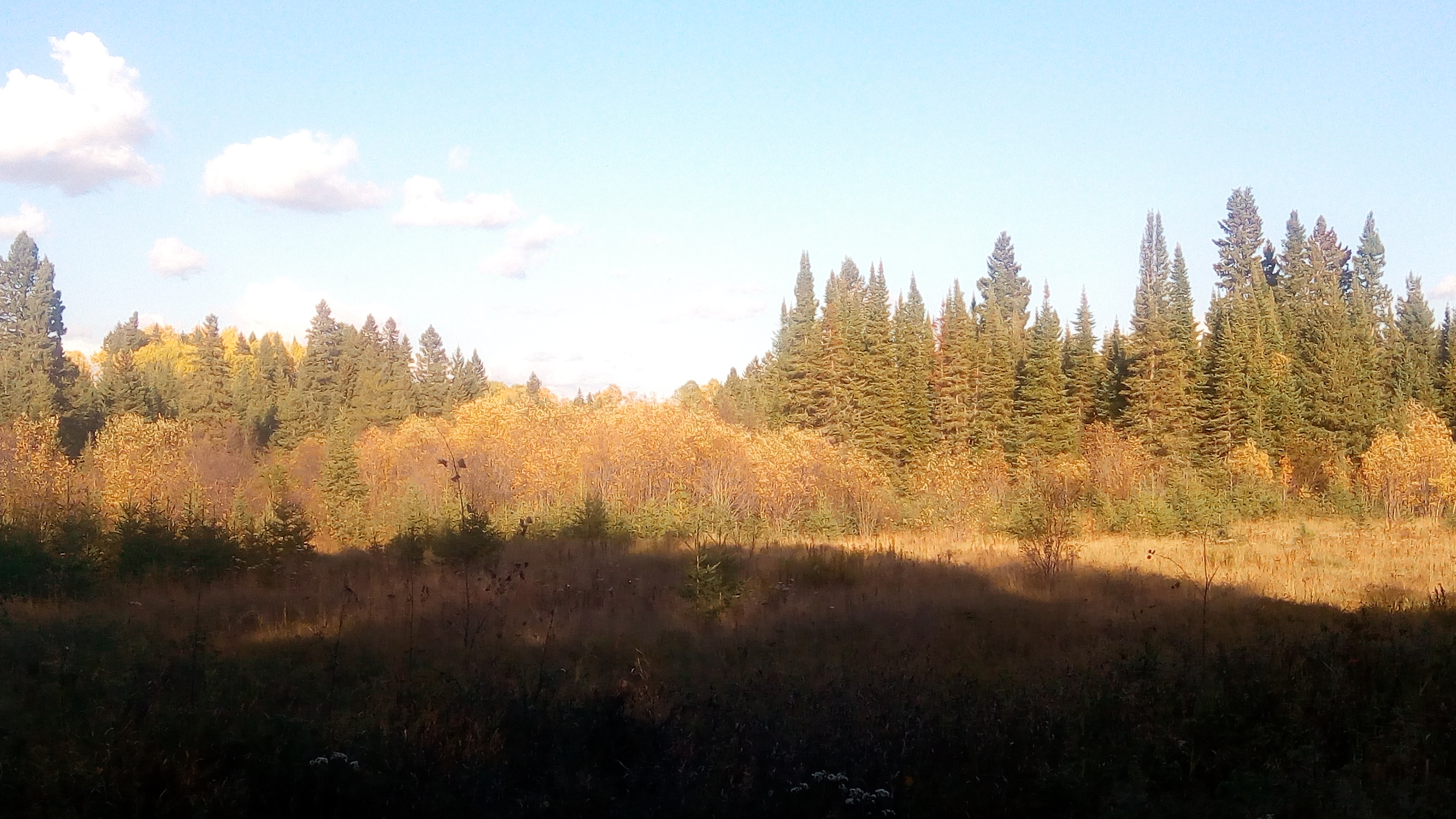 Scenic view of a forested landscape in Northwestern Ontario during fall.