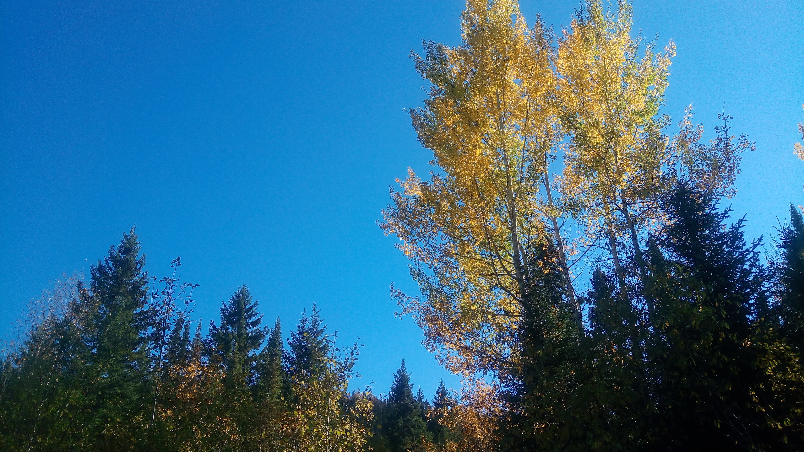 Colorful autumn trees with yellow and green leaves under a bright blue sky.
