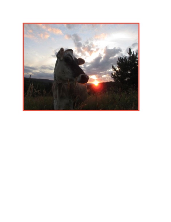 Cow silhouette at sunset on a farm with trees and cloudy sky.