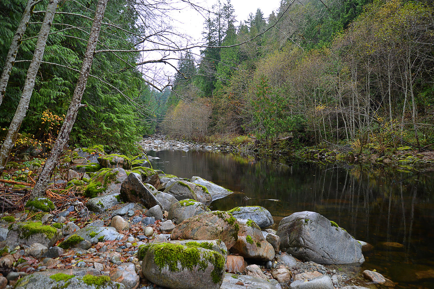 Serene river flowing through lush green forest with rocks and trees.