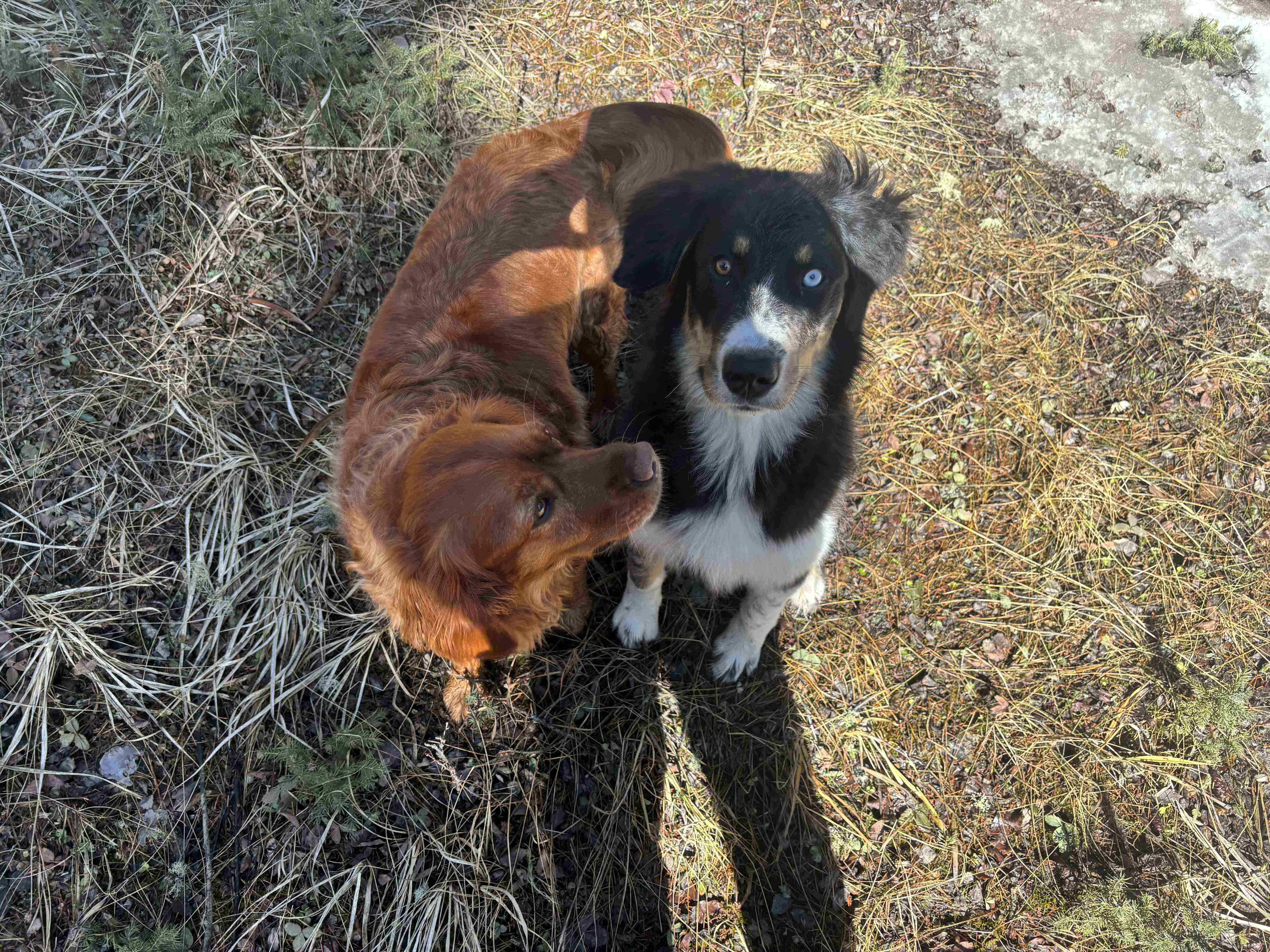 Two dogs sitting outdoors, one black and white, one brown, in natural setting.