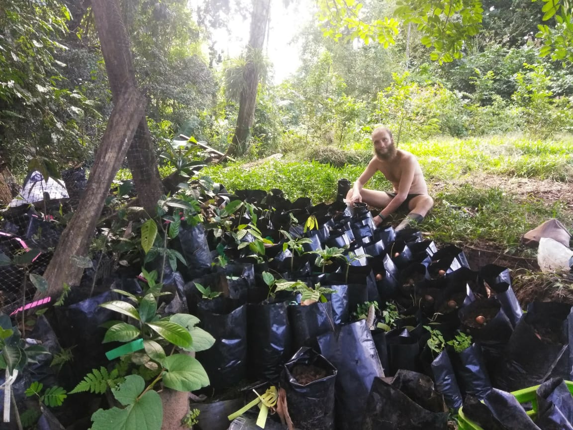 Person planting trees in a lush green forest for community sustainability.
