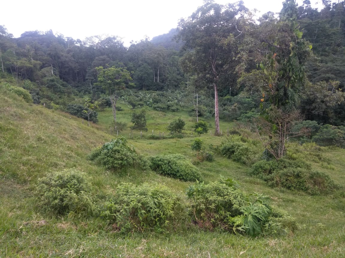 Lush green landscape with trees and rolling hills at Foundation for Intentional Community.
