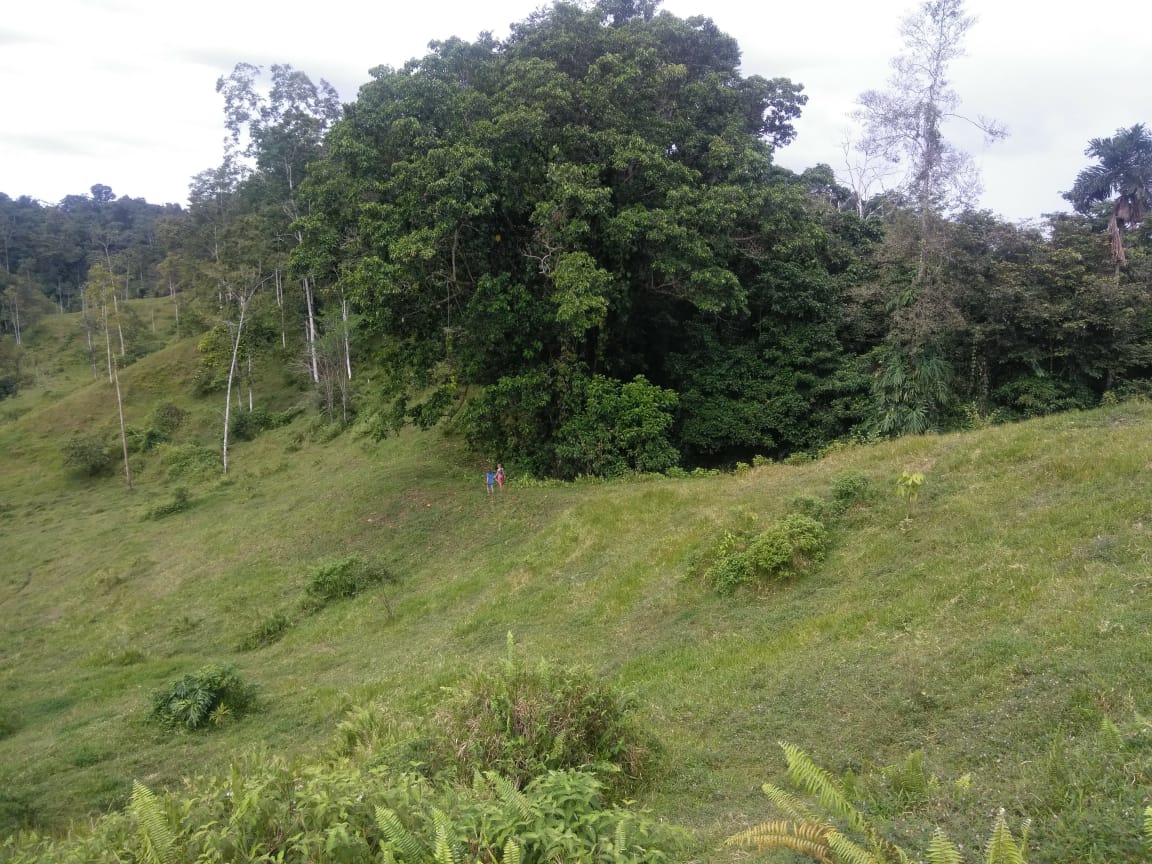 Scenic view of green hillside with trees and grass in a natural landscape.