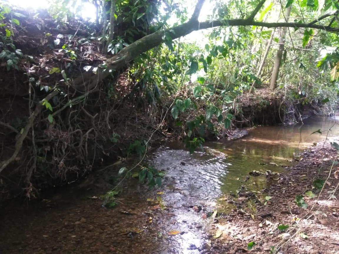 Serene forest stream with lush greenery and clear water.