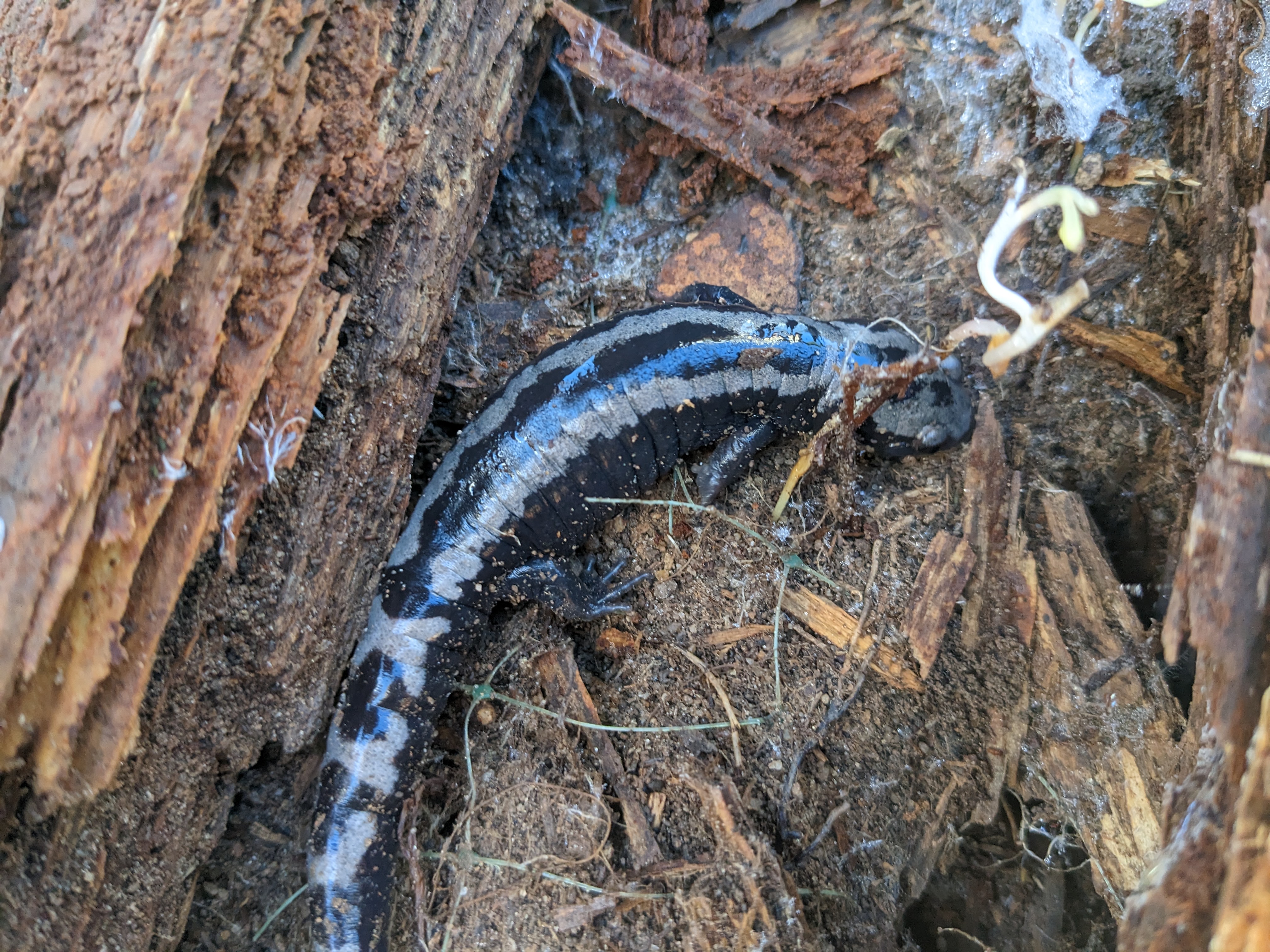 Close-up of a black and white salamander in decayed wood with moss and small plant.