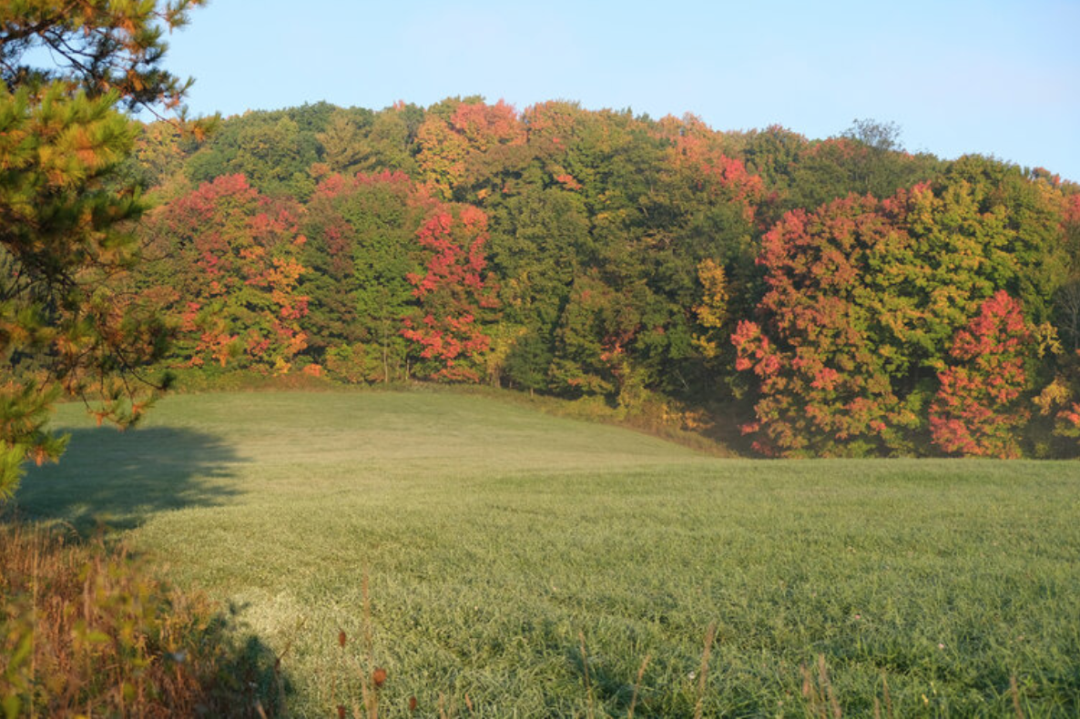 Scenic view of colorful autumn trees over a green grassy field.