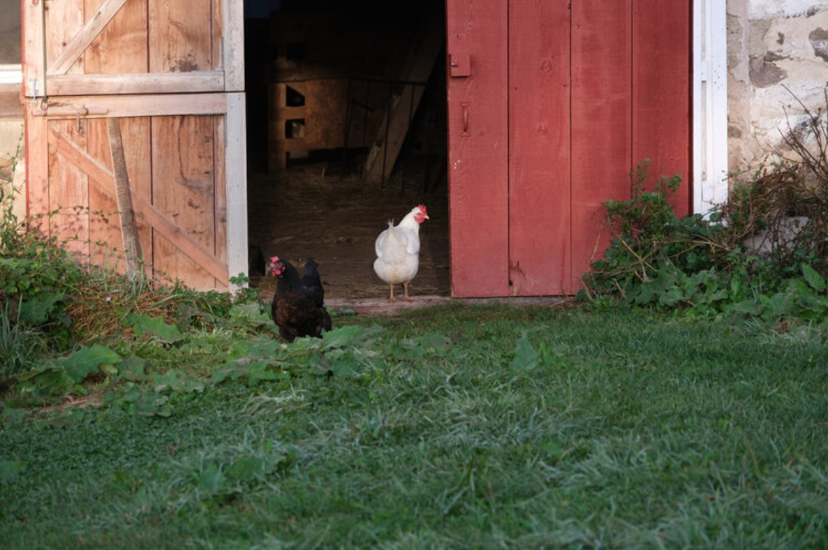 Chickens outside a red barn with open door on a farm.