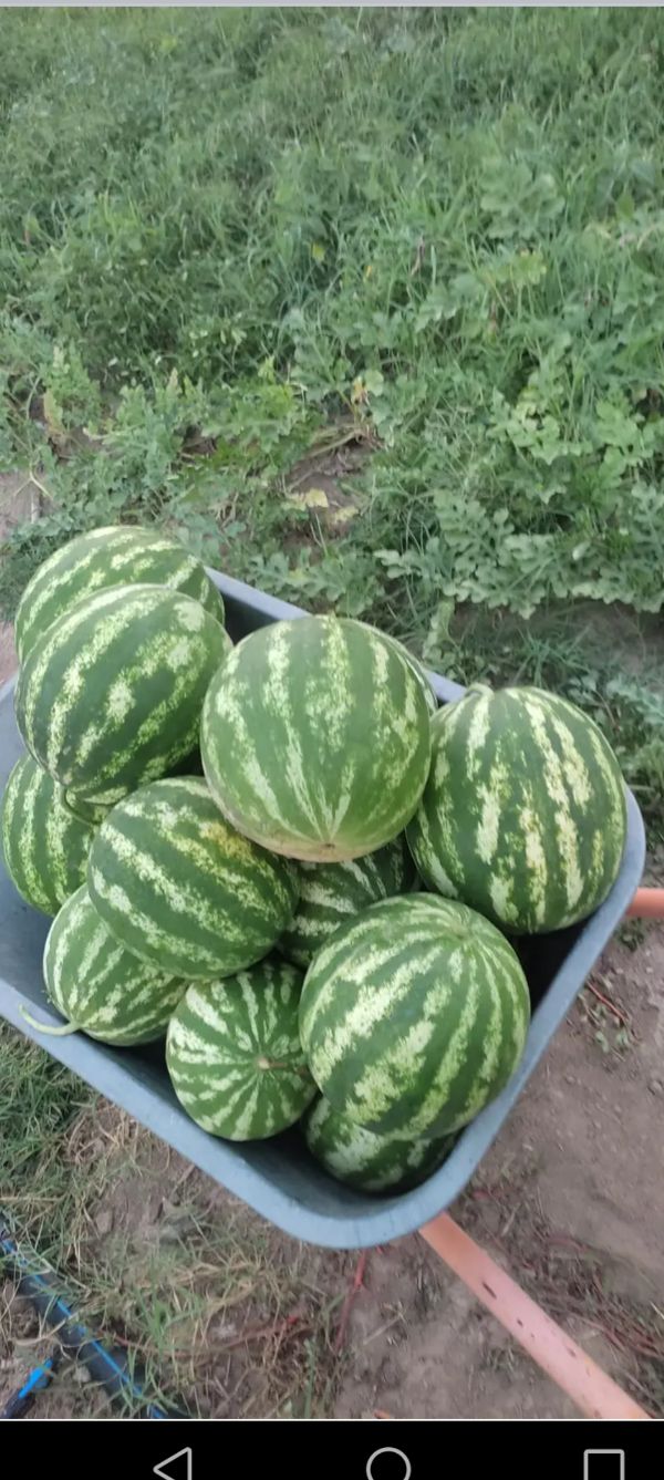 Watermelons in a wheelbarrow on a farm or garden.