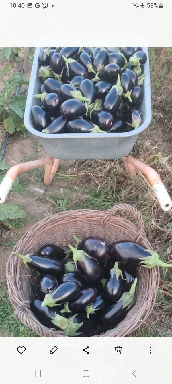 Freshly picked eggplants in a basket and container for sustainable farming.