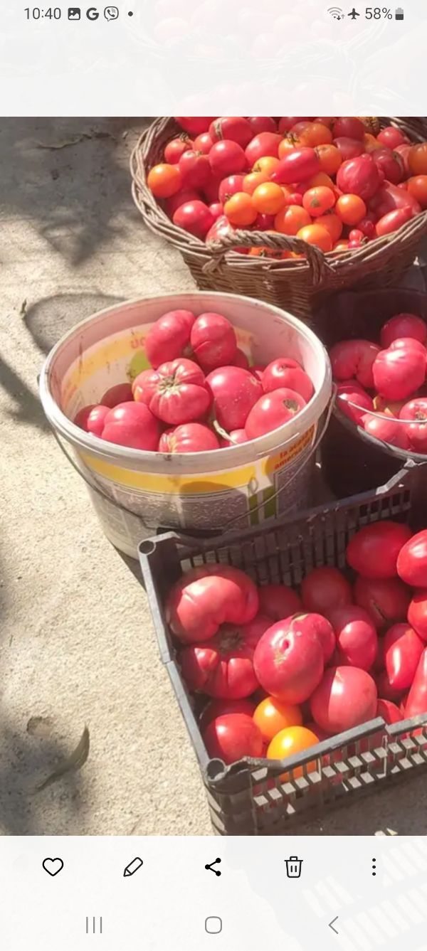 Basket of ripe red and yellow tomatoes at local community market.