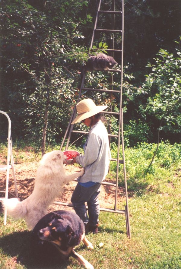 People with dogs and a cat in a lush garden setting with a ladder and trees.