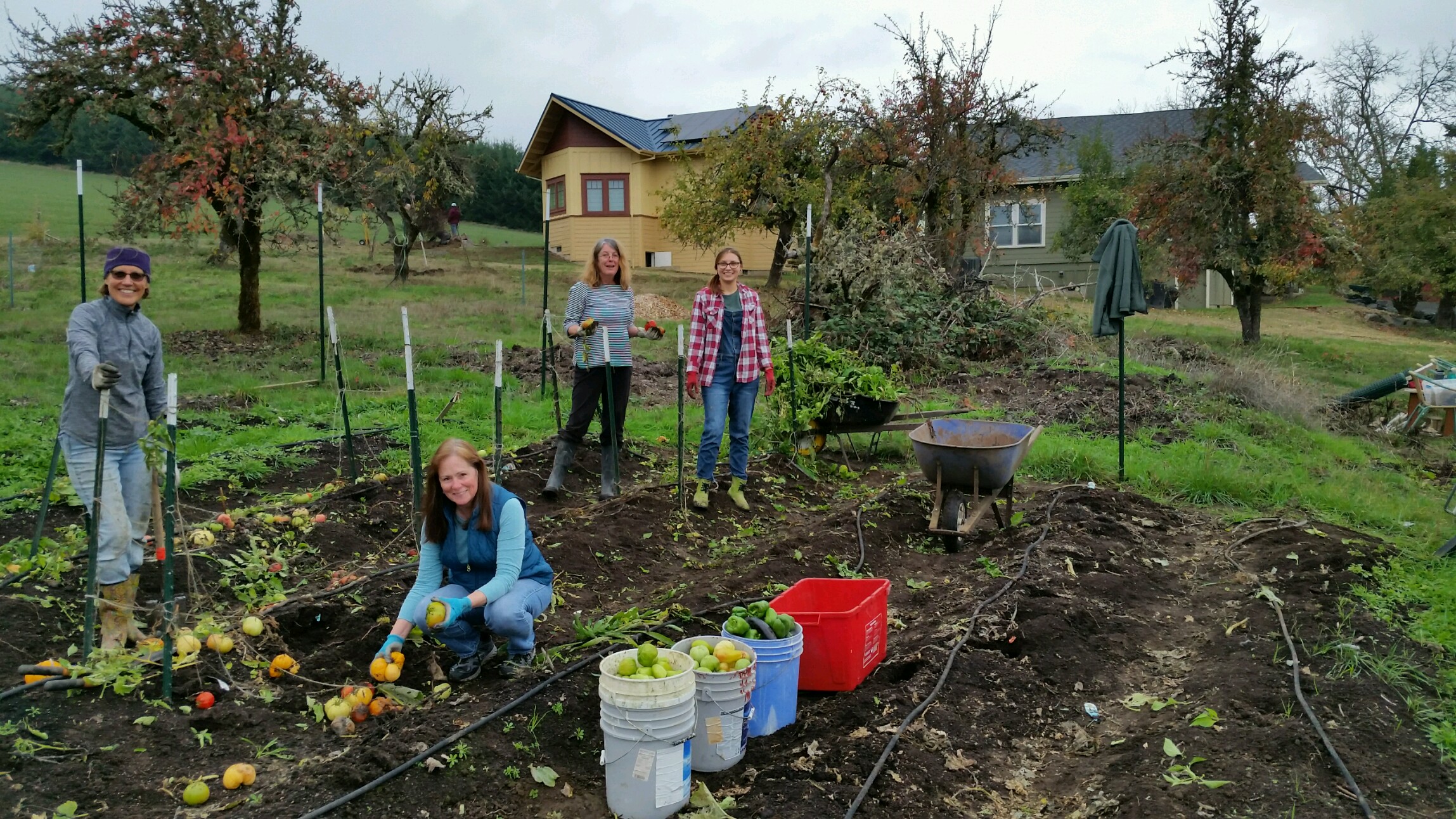 People working in a community garden with trees and houses in the background.