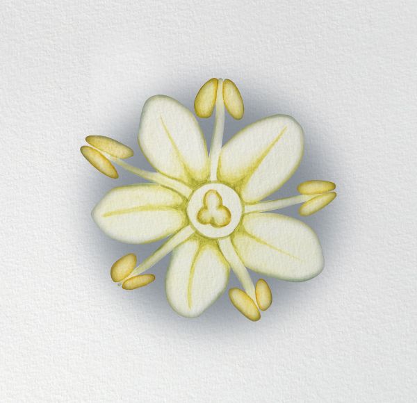 Close-up of a white flower with yellow stamens on a light background.