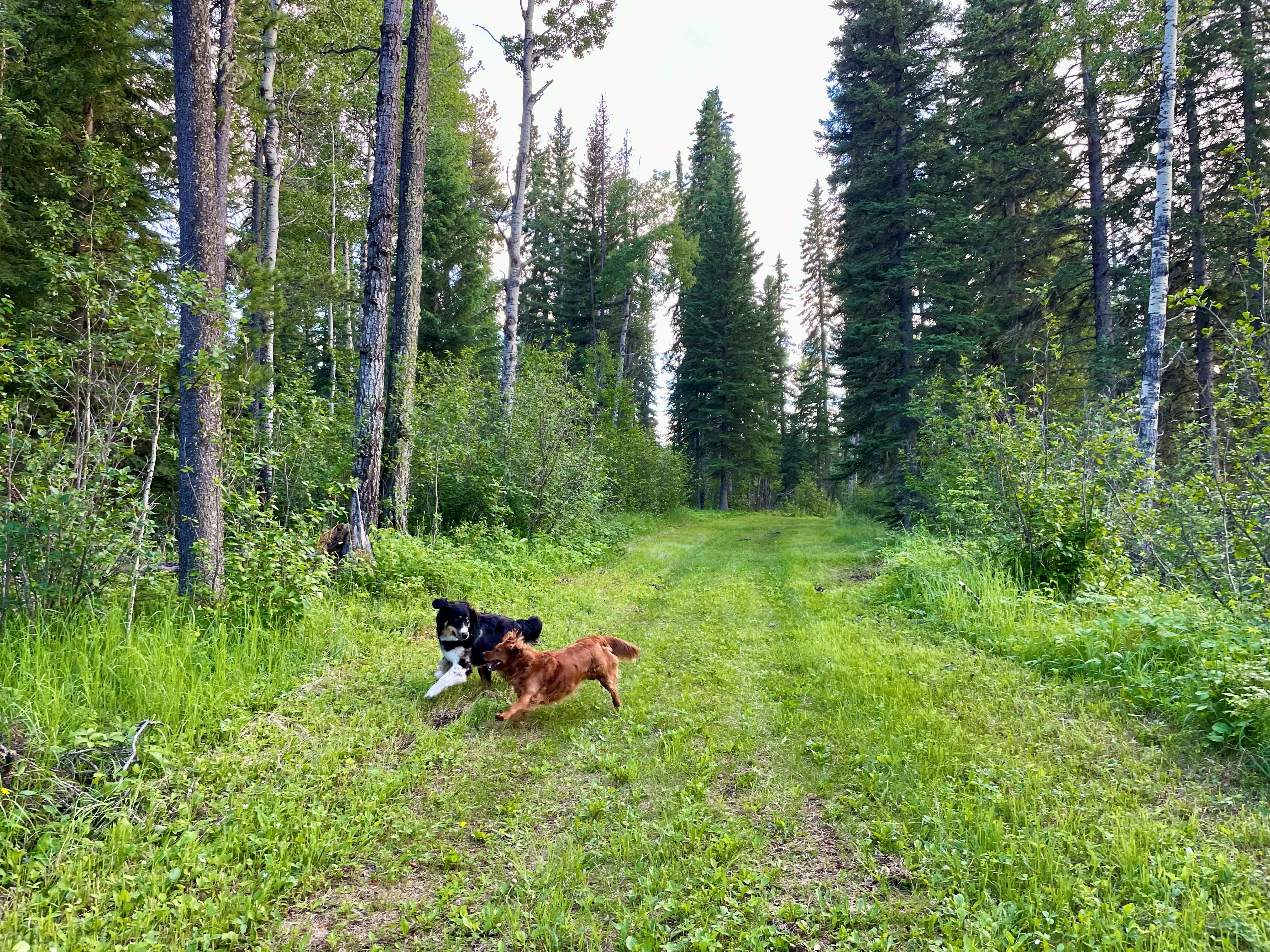 Dogs playing on a forest trail at Anastara Acres in a lush green forest.
