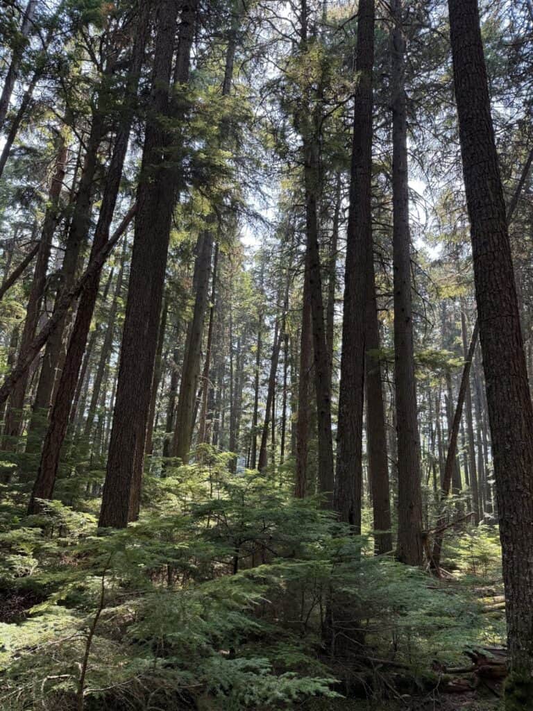 Tall trees in a lush forest with sunlight filtering through the canopy.