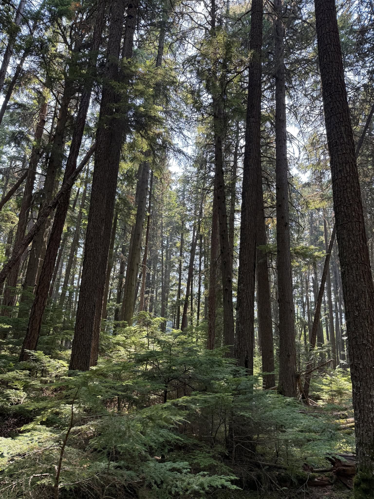 Tall trees in a lush forest with sunlight filtering through the canopy.