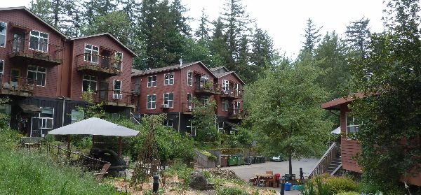 Wooden cohousing homes surrounded by trees at Trillium Hollow.