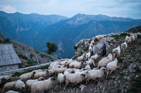 Shepherd guiding sheep on mountain trail with scenic background.