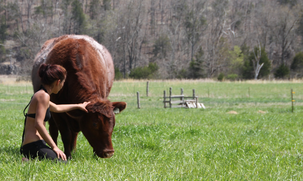 Person petting a cow in a green pasture at East Wind Community.