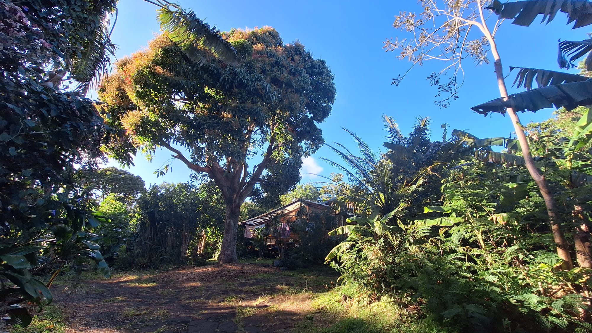 Vibrant garden with large trees and tropical plants at Earthsong Foundation.