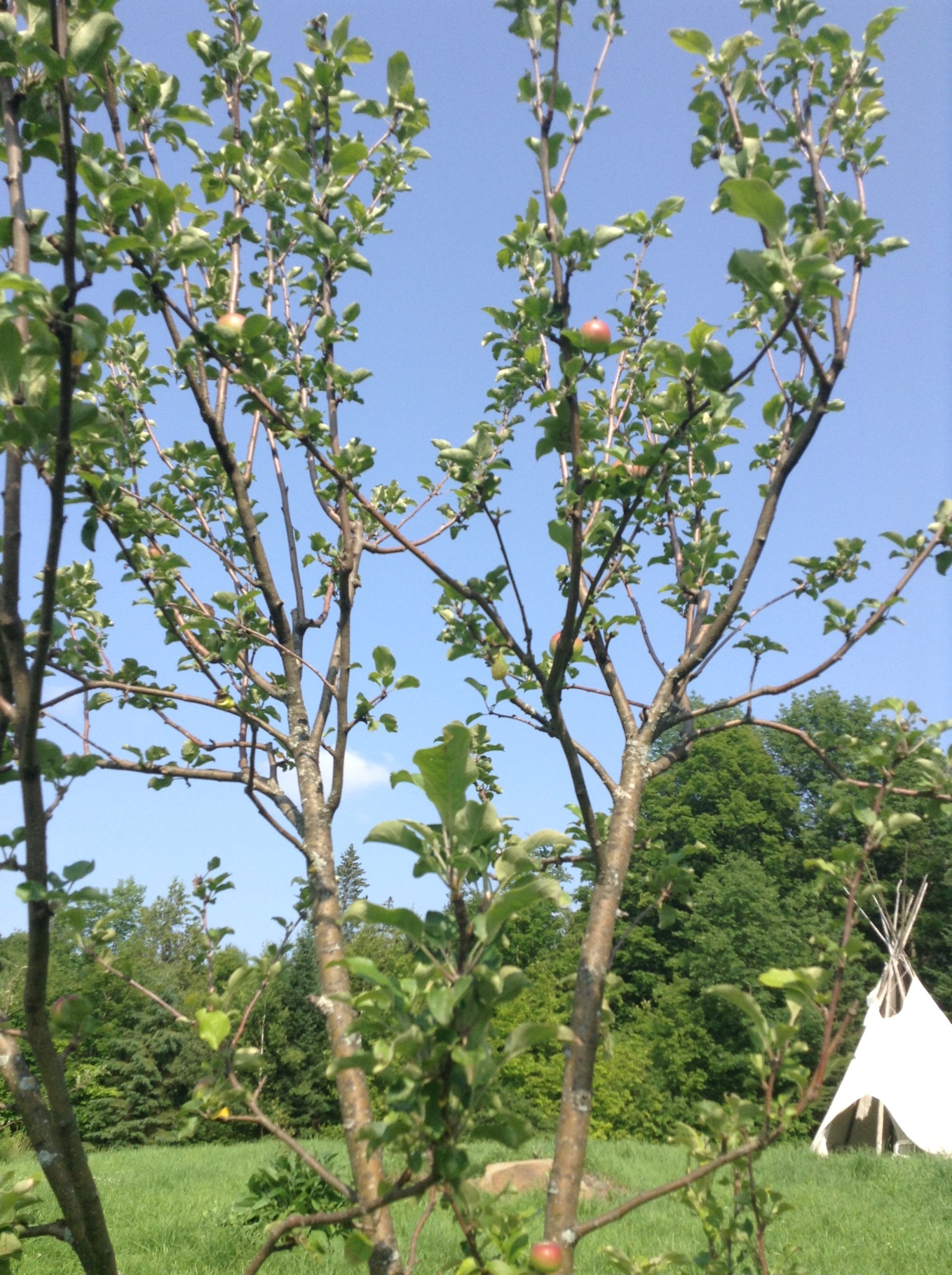 Young apple tree with green leaves and small apples under a blue sky.